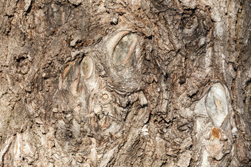 old tree bark