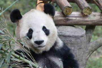 Obraz premium Close up Giant Panda face