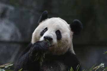 Close up Panda's Fluffy Face, China