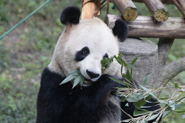 Cute Panda Eating Bamboo Leaves, China