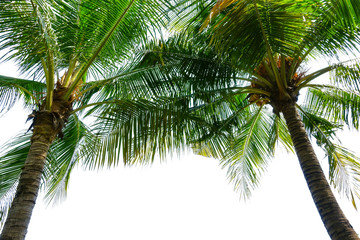 coconut palm tree on white background