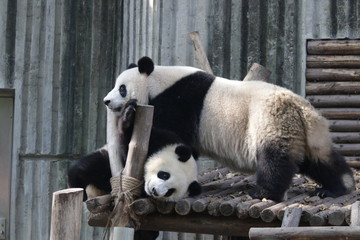 Mother Giant Panda and Her Cute Cub