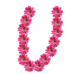 English alphabet from pink chrysanthemum