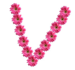 English alphabet from pink chrysanthemum