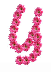 English alphabet from pink chrysanthemum