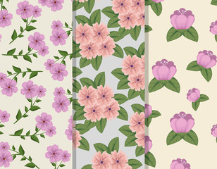 set floral style with petals and leaves background