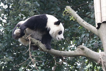 Little Panda Cub on the Tree, Chengdu, China