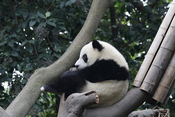 Little Panda Cub on the Tree, Chengdu, China