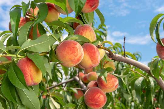 Peach fruits on a tree branch with leaves against a blue sky. Fruit Peach Garden Concept