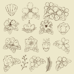 set outline flowers plants with petals and leaves