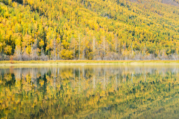 colorful autumn forest and reflection