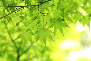 Fototapeta na wymiar 新緑のモミジの葉と木漏れ日