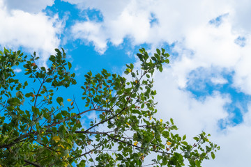 yellow plum tree, fruit garden, orchard and cloudy sky