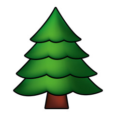pine tree on white background