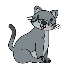 gray cat on white background