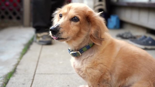 A miniature dachshund puppy catches a sneeze while relaxing in the backyard.