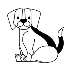 beagle dog pet on white background