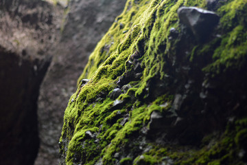 Moss on Rock Detail