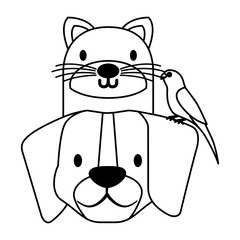 pets dog and cat canary bird