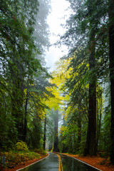 Avenue of the Giants, Humboldt Redwoods State Park, Northern California Nov. 21, 2018 _DSC1216