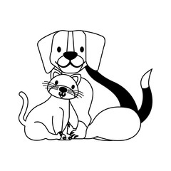 pets dog and cat on white background
