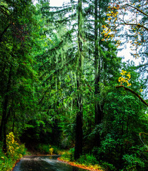 Tree moss view along, Bull Creek Flats Road, Humboldt Redwoods State Park, Northern California Nov. 21, 2018_DSC1264