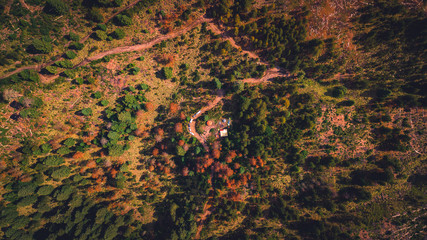 autumn forest aerial
