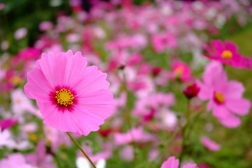 Obraz premium Cosmos flowers
