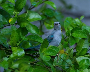 Bird in Central America 