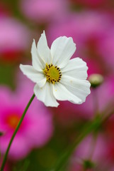 Cosmos flowers
