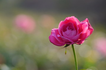 Rose Flower