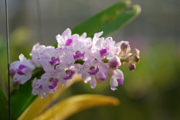 Orchid Flower