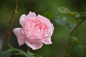 Obraz premium Pink rose