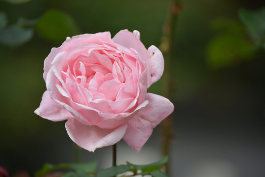 Pink  rose


