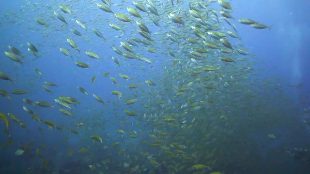 School of Yellow bright small fishes spreading all over with the camera closing up