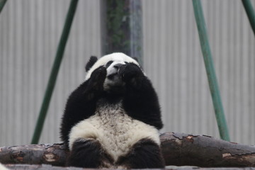 Cute Little Panda Cub , China
