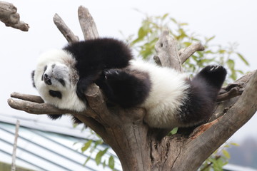Happy Panda Cub is Chilling out on the Tree, China