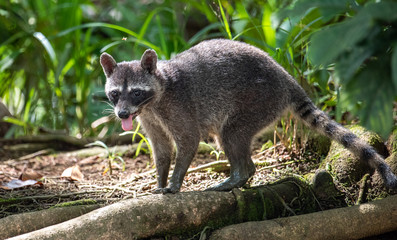 Raccoon in Costa Rica 