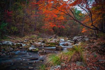 Creek in the autumn forest