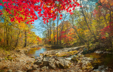 Autumn in the foerest