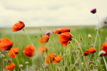 on the green field grow red fragrant flowers