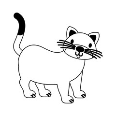 cat pet on white background