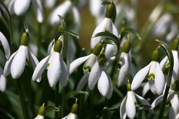 Big group of white graceful flowers of a galanthus revealed meeting spring.