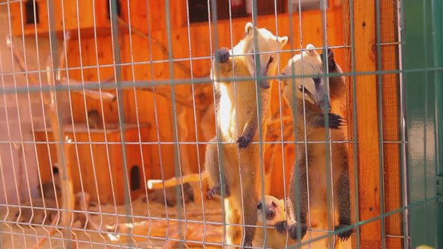 Feeding the coati in a cage, coati fighting for food at the zoo