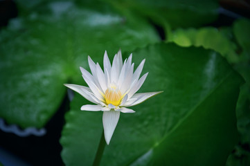 White Lotus Flower with Green Leaf
