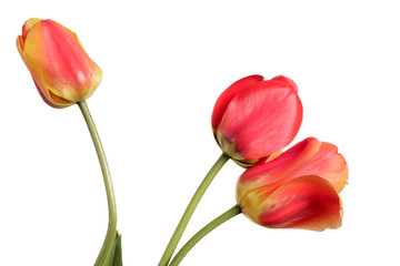 Red-yellow Flower bouquet. Three tulips isolated on a white background