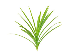 Fresh Pandan leaves isolated on white background.