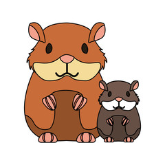 hamsters rodent on white background