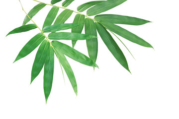 Bamboo Branches with Green Leaves Isolated on White Background