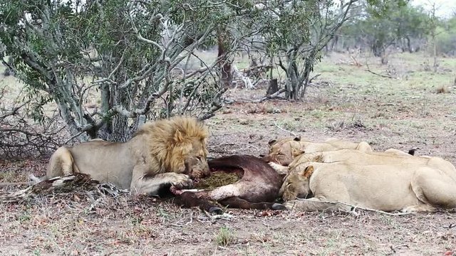 A male lion and his pride of three lionesses feed on a kill together in the African wilderness